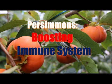 Persimmons: The Secret to Boosting the Immune System